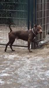 Laut polizei riss sich der hund am dienstagabend auf einer. Das Ist Ein Herz Fur Pitbull Und Co Vermittlungshilfe Facebook