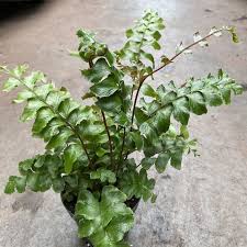 Image result for Didymochlaena