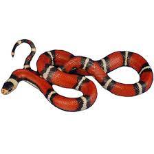 Buy Clown Phase Sinaloan Milk Snakes Online For Sale With Same Day Shipping Milk Snake Snake Clown