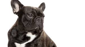 Your search returned the following puppies for sale. Dog Breeders In Texas Puppies For Sale In Texas