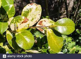 Diseased Camellia Plant With Yellowing Leaves Uk Stock Photo Alamy