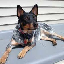 The most distinctive feature of this breed is 'the frequent lack of a tail', for which the breed is named. Australian Stumpy Tail Cattle Dog Blue Heeler Dogs Best Dog Breeds Australian Dog Breeds