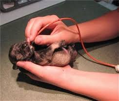 Saving A Puppy Tube Feeding Cleft Palate Whelping And