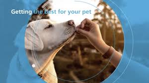 Check spelling or type a new query. Gea Solutions For Producing High Quality Pet Food