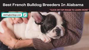 Healthy solid blue french bulldog puppies ready. Smiling Bulldogs Bulldog Love Care Guide