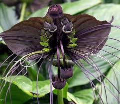 When the cotyledons arising from the seeds slide out, the owner knows that the desired germination begins. Tacca Chantrieri Otherwise Known As The Black Bat Flower Indigenous To South East Asia Particularly Yunnan Province In C Bat Flower Flower Seeds Weird Plants
