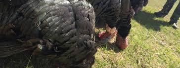 Located in tilden, texas, y bar ranch is the ultimate destination for fantastic turkey hunting in texas. Oklahoma A Sleeper State For Rio Turkey Hunting
