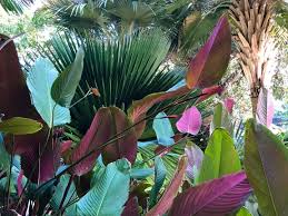 Image result for Marantochloa