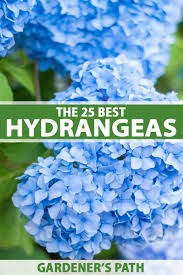 Transplant a hydrangea when it has become dormant and has lost all of its leaves (late fall or winter). The Best Hydrangea Varieties For Home Landscaping Gardener S Path