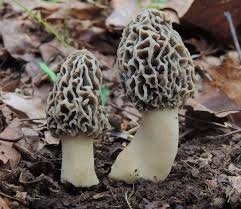 5 Easy To Identify Edible Mushrooms For The Beginning