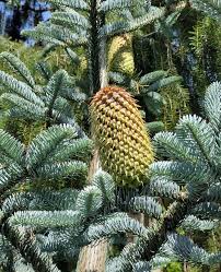 Image result for Buchnera prorepens