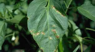 Maybe you would like to learn more about one of these? Lada Daun Tanaman Lada Alasan Untuk Tanaman Lada Daun Jatuh Taman Yang Boleh Dimakan Maklumat Berguna Dan Tips Berkebun Blog Tukang Kebun Profesional