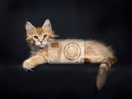 It has a distinctive physical appearance and valuable hunting skills. Red Tabby Maine Coon Katzchen Orchidvalley Verlegung Isoliert Fototapete Fototapeten Maine Coon Verlegung Whisker Myloview De