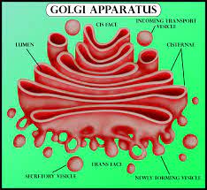 The golgi apparatus is an organelle found in most eukaryotic cells that is involved in important processing functions, including the sorting and modification of newly synthesized proteins as part of the secretory pathway; Which Side Of The Golgi Apparatus Has Thin Membranes Class 11 Biology Cbse
