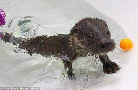 Only grownups should be in charge during bath time. Best Of Friends The Labrador Puppy Who Is Teaching An Orphaned Otter How To Make A Splash Daily Mail Online
