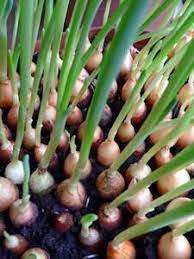 Never Pay For Onions Again Grow Them Indoors This Page Has All Sorts Of Interesting Ideas For Growing Plants Indoo Growing Food Growing Plants Gardening Tips
