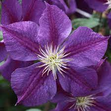 Well you're in luck, because here they come. Clematis Star Of India Dobies