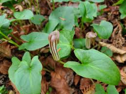 Image result for Arisaema mildbraedii
