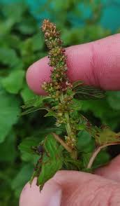 Image result for Amaranthus blitum