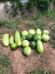 Image result for Cucumis meeusei