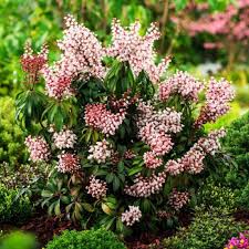 Image result for Pieris japonský bonfire obrázek