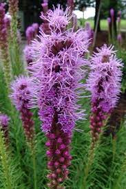Liatris Spicata Spike Gayfeather From North Creek Nurseries Liatris Deer Resistant Plants Plants
