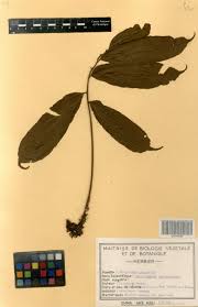 Image result for Lomariopsis guineensis