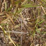 Image result for Stenotaphrum dimidiatum