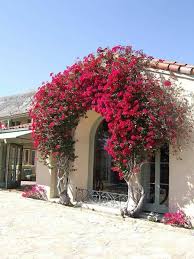 Cultiver Un Arbuste Mediterraneen Grimpant Dans Le Jardin Le Bougainvillier A Bractees Rouges Arbuste Mediterraneen Bougainvillier Jardin Mediterraneen
