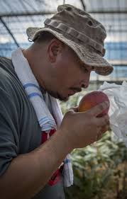Mango Mike: Marine veteran plants roots in Okinawa > III Marine  Expeditionary Force > Article