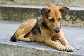 Stray Dogs Name Ideas For Stray Found Or Rescued Dogs They can reflect your style or interests, or their breed or personality. stray dogs name ideas for stray found