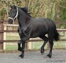 Cheval Frison Noir Pour L Adoption Marche Fr Pour tous les passionnés du cheval frison. cheval frison noir pour l adoption