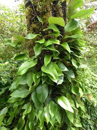 Image result for Pyrrosia