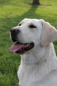 If you are unable to find your labrador retriever puppy in our puppy for sale or dog for sale sections, please consider looking thru thousands of labrador retriever dogs for adoption. Labrador Dogs For Sale In Wisconsin