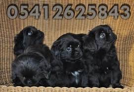 Pekinez Yavru Fiyatlari 05412625853 Pekinez Kopek