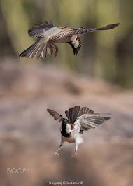 Bird In Bird Bath Drawing Mid Air Fight By Nagaraj Chindanur Avian Birdwatching Ornithology Spreadwings Beak Feather Wing Bird Prey Birds Birds Of Prey Flying Bird Tattoo