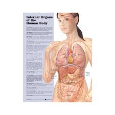 The benefits of posters as a secondary or tertiary educational tool are manifold. Anatomical Chart Internal Organs Of The Human Body