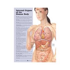 Check spelling or type a new query. Anatomical Chart Internal Organs Of The Human Body