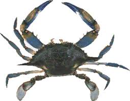 blue crab facts maryland crabs your maryland blue crab