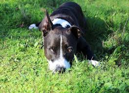 While Ants Are Capable Of Both Stinging And Biting Dogs They Are Generally More Likely To Sting And Are In Fact Related To Bees Wasp Ant Bites Dogs Dog Care