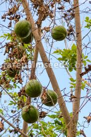 Image result for Phyllanthus macranthus