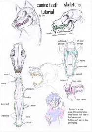 Wolf Anatomy Refrences Included Balto Fan Art Animal Drawings Canine Drawing Skull Illustration