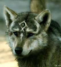 What Does The Black Wolf With Red Eyes Mean Animais Domesticados Animais Bonitos Animais Misticos