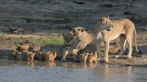 Lions Panthera Leo Lions Panthera Panthera Leo