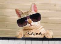 Explora y comparte nuestros gifs. Gatito Cumpleanos Gifs Get The Best Gif On Giphy