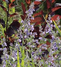In general, you can grow catnip just about anywhere, with the exception of soil that is too boggy or plots that receive too little light. Bee Friendly Plants Catnip Keeping Backyard Bees