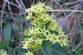 Image result for Cestrum parqui