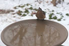 Maybe you would like to learn more about one of these? Heated Bird Bath Give Wildlife Access To Water All Winter Long Epic Gardening