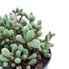 Image result for Euphorbia stenocaulis