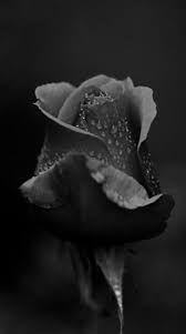Aesthetic Black And White Rose Wallpaper Safe Haven Black Rose Black And White Aesthetic Black And White Roses
